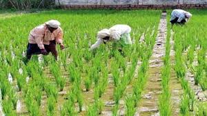 अब बिन पानी भी धान के खेत लहलहाएंगे,धान की ये किस्म ..इतने दिन में पककर हो जाती है तैयार 