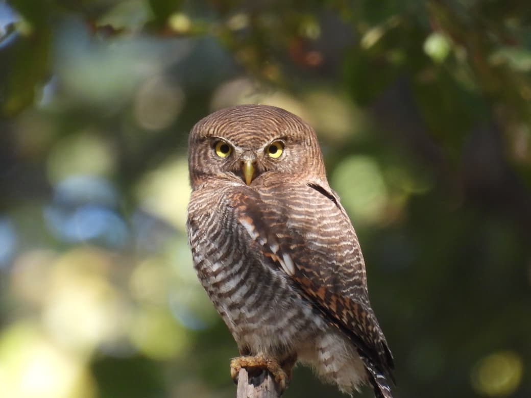 बारनावापारा अभयाण्य में "बर्ड सर्वे 2026" का आयोजन,200 से अधिक पक्षी प्रजातियों का रिकॉर्ड दर्ज