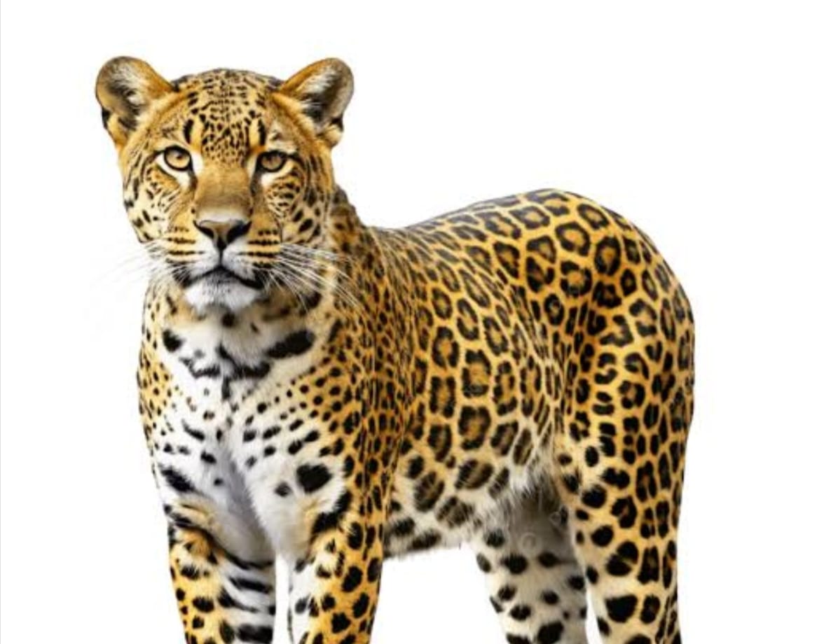 तेंदुए के आतंक से ग्रामीणों का शाम होते ही गांव से बाहर निकलना हुआ मुश्किल