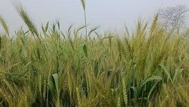 गेहूं की फसल अब अंतिम पड़ाव पर,जानें आखिरी पानी का सही समय