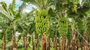 Banana Cultivation Tips:कैसे और कब करें केले की खेती, कितनी होगी सालाना कमाई? जानिए ...
