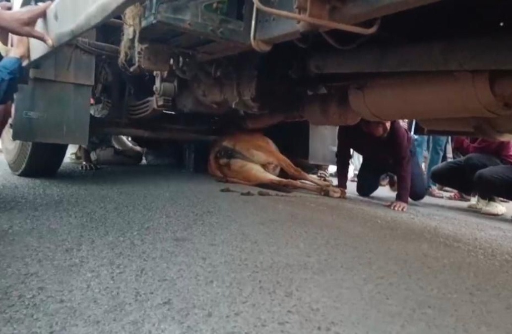 खैरागढ़ में तेज रफ्तार ट्रक ने गाय को कुचला, लोगों का फूटा गुस्सा