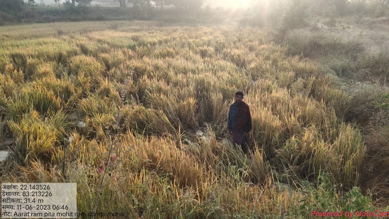 धान फसल पकते ही गजराजों का रूख खेतों की ओर