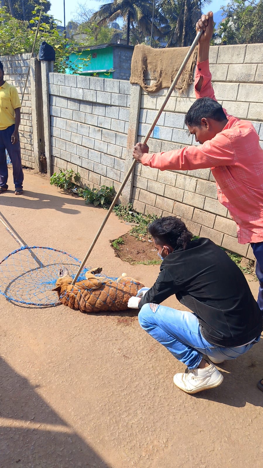 सुप्रीम कोर्ट के निर्देश पर नगरपालिका किरन्दुल द्वारा आवारा कुत्तों का किया जा रहा हैं वैक्सीनेशन
