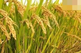 कम पानी में मिलेगी अधिक उपज,बासमती धान की सीधी बुवाई के लिए चुनें ये टॉप 5 किस्में