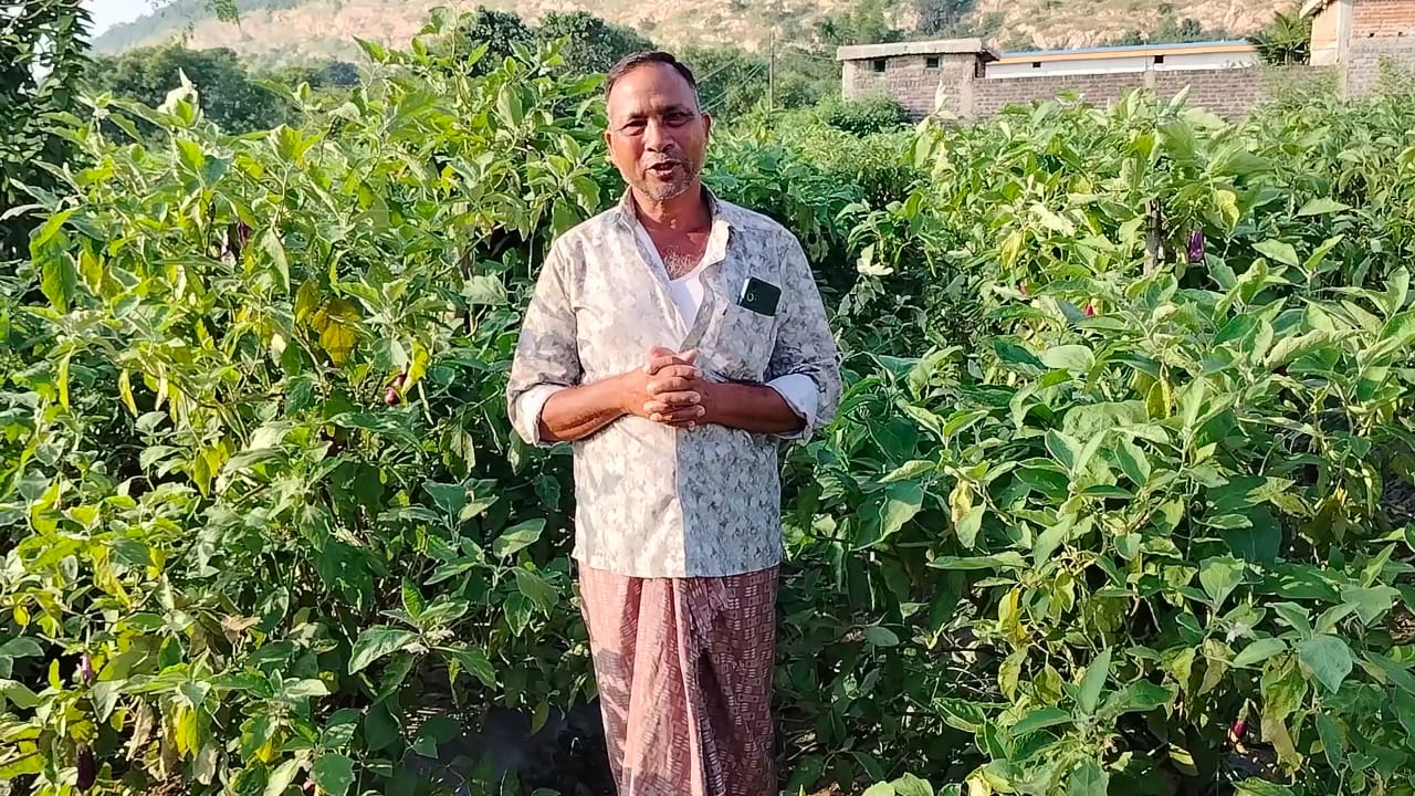 धान से सब्जी की ओर सफल कदम, खरसिया के किसान मुरलीधर साहू ने ग्राफ्टेड बैंगन से बदली खेती की तस्वीर