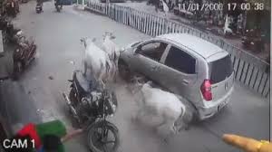 आखिर मां तो मां होती है : बछड़े को टक्कर मार भाग रहा था कार चालक, गायों के झुंड ने दौड़कर कार को घेर लिया और फिर...