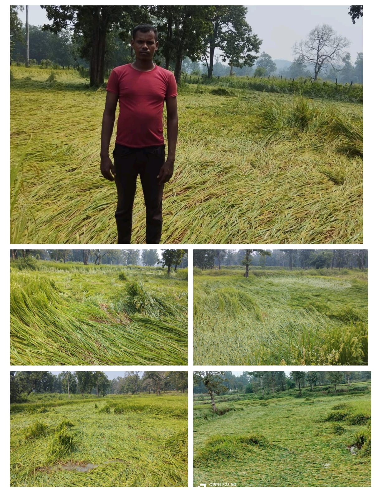 अचानक बारिश से सैकड़ों एकड़ धान की फसल खराब, किसानों को सरकारी मदद की आस 