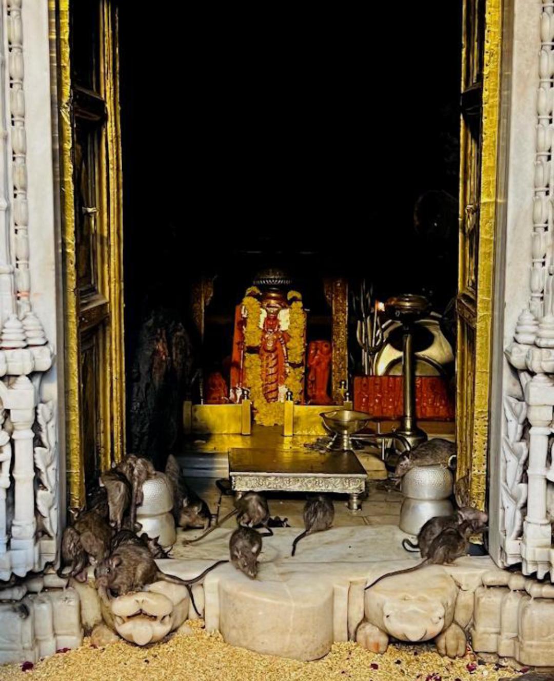 25 हजार चूहों का मंदिर: जहां भगवान की तरह होती है पूजा, सफेद चूहा दिखना माना जाता है शुभ