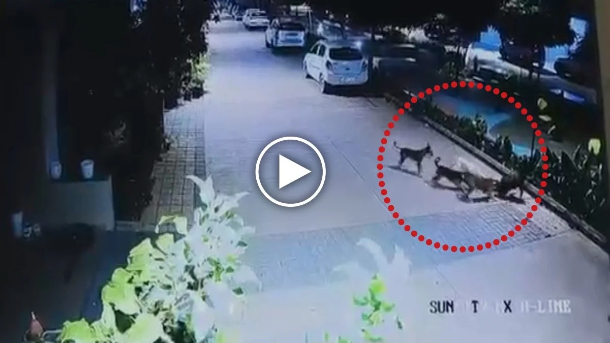 आवारा कुत्तों का आतंक: 5 साल के मासूम पर टूट पड़ा 4 कुत्तों का झुंड, CCTV में कैद हुआ खौफनाक मंजर
