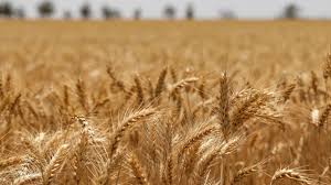 जनवरी माह में करें गेंहू की इन टॉप 5 किस्मों की खेती,मिलेगा बपंर पैदावार