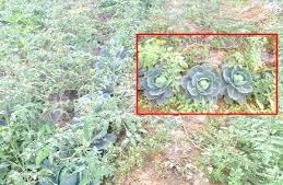 कम लागत में बढ़िया मुनाफा: सहफसली खेती के स्मार्ट टिप्स