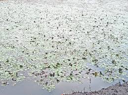 कम लागत में अच्छा मुनाफा : सिंघाड़े की खेती कर मालामाल हो रहें किसान,जानिए तरीका और मिलने वाले फायदे 