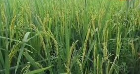 रोपाई के टाइम करें ये जुगाड़, लहलहाएगी धान की फसल