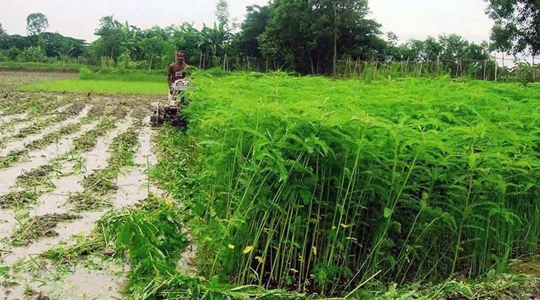 हरी खाद बनेगी खेती की ताकत : बढ़ेगा उत्पादन, मिट्टी की सेहत होगी बेहतर