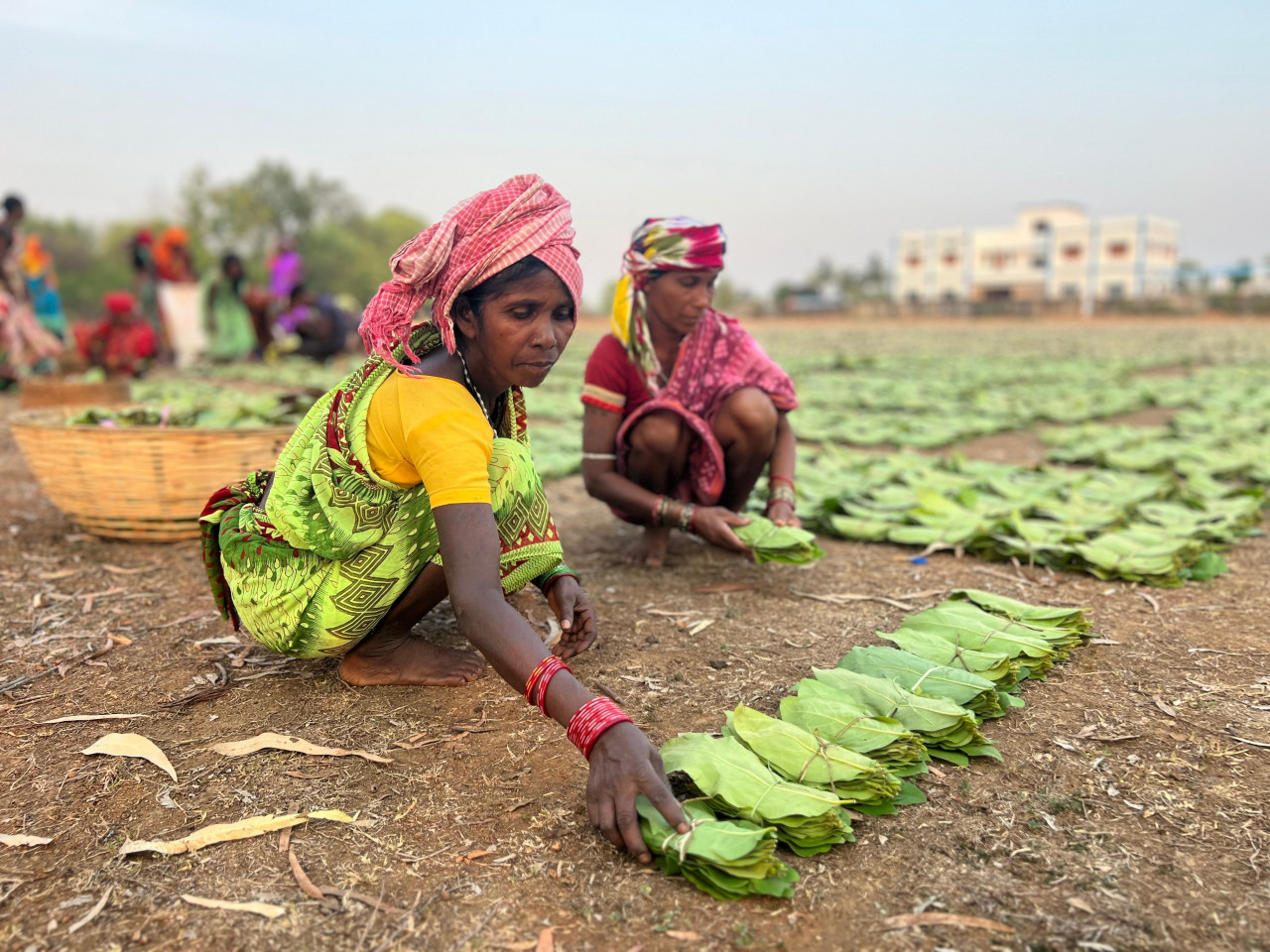  बस्तर के हरा सोना संग्राहकों को बैंक मित्र एवं बैंक सखियों से सीधे मिल रही पारिश्रमिक राशि
