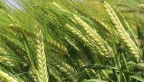 गेहूं-जौ की फसल बचाने के लिए अपनाएं ये कारगर उपाय