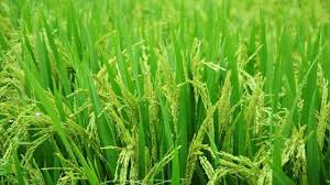 Joha Paddy Farming:इस तरीके से करें जोहा धान की खेती,होगी पैसों की बारिश!