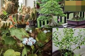 घर में भूलकर भी न लगाएं ये पौधे, वरना रूठ जाएगी सुख-समृद्धि