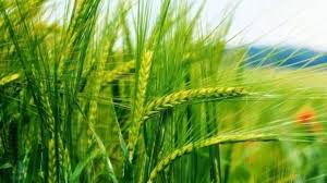 गेहूं की ये वैरायटी देशभर में तहलका मचाने आ रही,उत्पादन होगा बंपर 