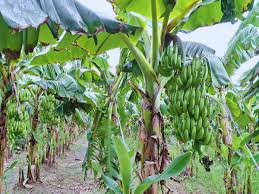 केले की इस किस्म की करें खेती,होगा बंपर मुनाफा 