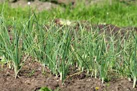 खेत की मेड़ पर इस विधि से लगाएं लहसुन,मिलेगा कम लागत मे जायदा मुनाफा