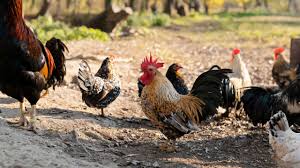 Poultry Farming: देशी मुर्गी की टॉप 5 नस्लें दिलाएंगी बंपर कमाई