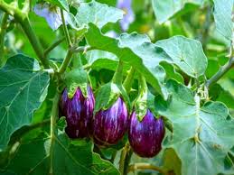  बैंगन के साथ करें इन सब्जियों की खेती,जानिए सहफसली खेती का तरीका