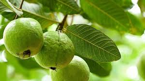 अमरूद की खेती का सही समय मार्च, इस विधि से करें रोपण, बार-बार मिलेगा फल