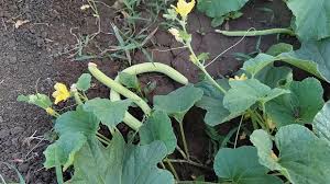 45 दिन में फसल हो जाएगी तैयार किसान करें इस चीज की खेती,हो जाएंगे मालामाल