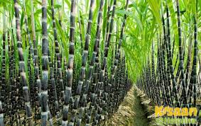 गन्ने की पैदावार बढ़ानी है? अपनाएं पेड़ी प्रबंधन का सही तरीका