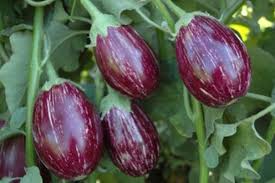 Brinjal Farming Tips :  बैंगन की फसल को कीटों से बचाने का यह देसी उपाय किसानों के लिए वरदान से कम नही 