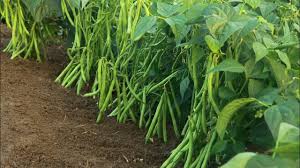 कम मेहनत-कम लागत,ये फसल सिर्फ 60 दिन में होगी तैयार मिलेगा तगड़ा मुनाफा 
