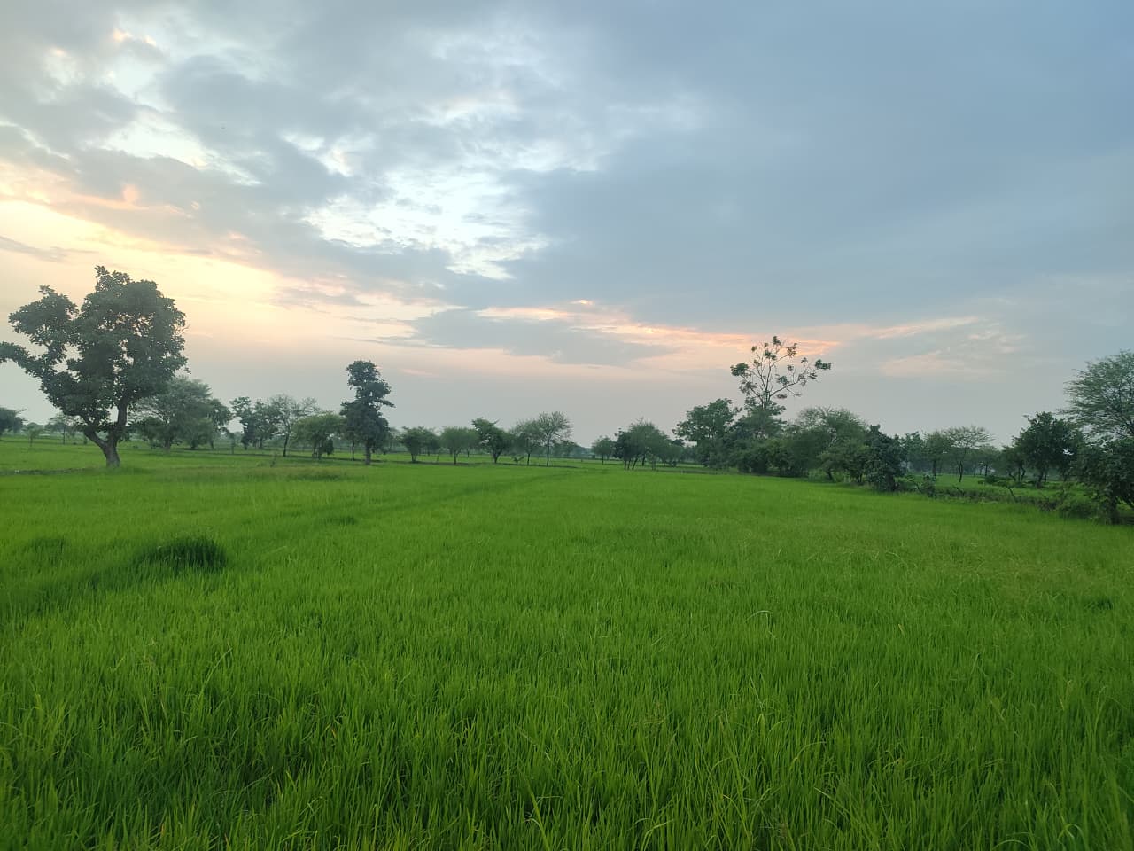 Paddy Farming Tips : कृषि एक्सपर्ट ने किया सावधान..यूरिया और पानी की ये गलती... कर देगी धान की फसल को बर्बाद!