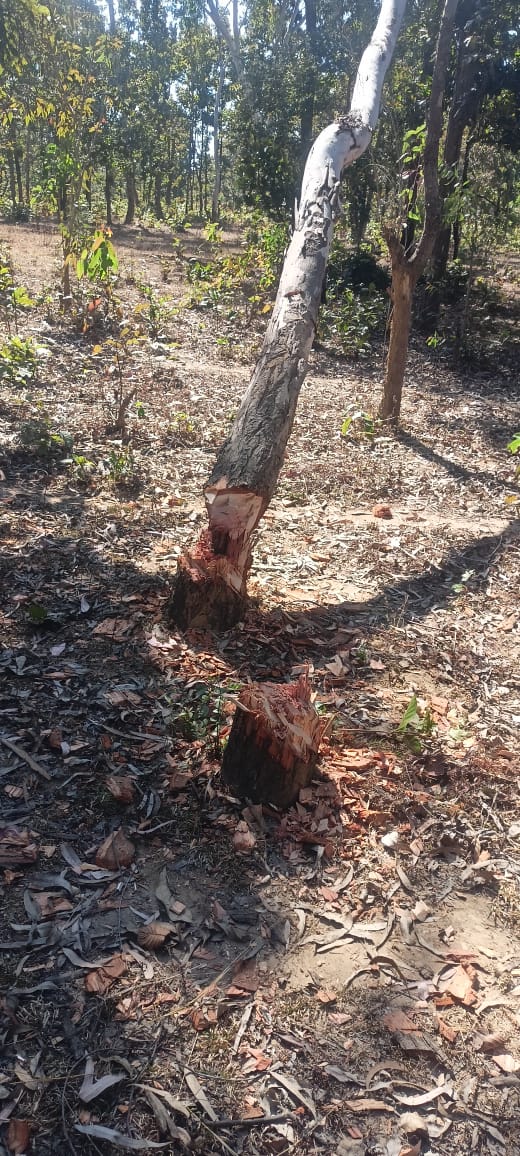 देवगढ़ रेंज में अवैध वन कटाई का तांडव जारी, जंगल हो रहे खोखले
