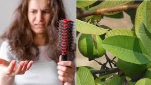 झड़तें बालों से हैं परेशान तो लगाएं अमरूद के पत्तों का पेस्ट,जानें लगाने का सही तरीका