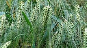 दिसंबर में करें गेहूं की इस किस्म की खेती,होगा बंपर उत्पादन 