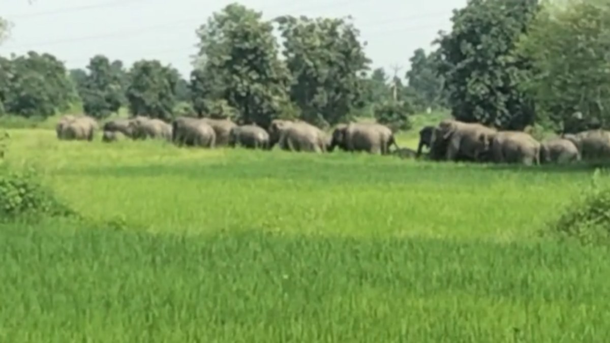 छत्तीसगढ़ :हाथियों के झुंड से ग्रामीणों में दहशत, खड़ी फसलों को पहुंचा रहे नुकसान