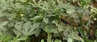 गर्मी में सब्जी खेती बनी चुनौती, एक्सपर्ट ने बताए बचाव के उपाय