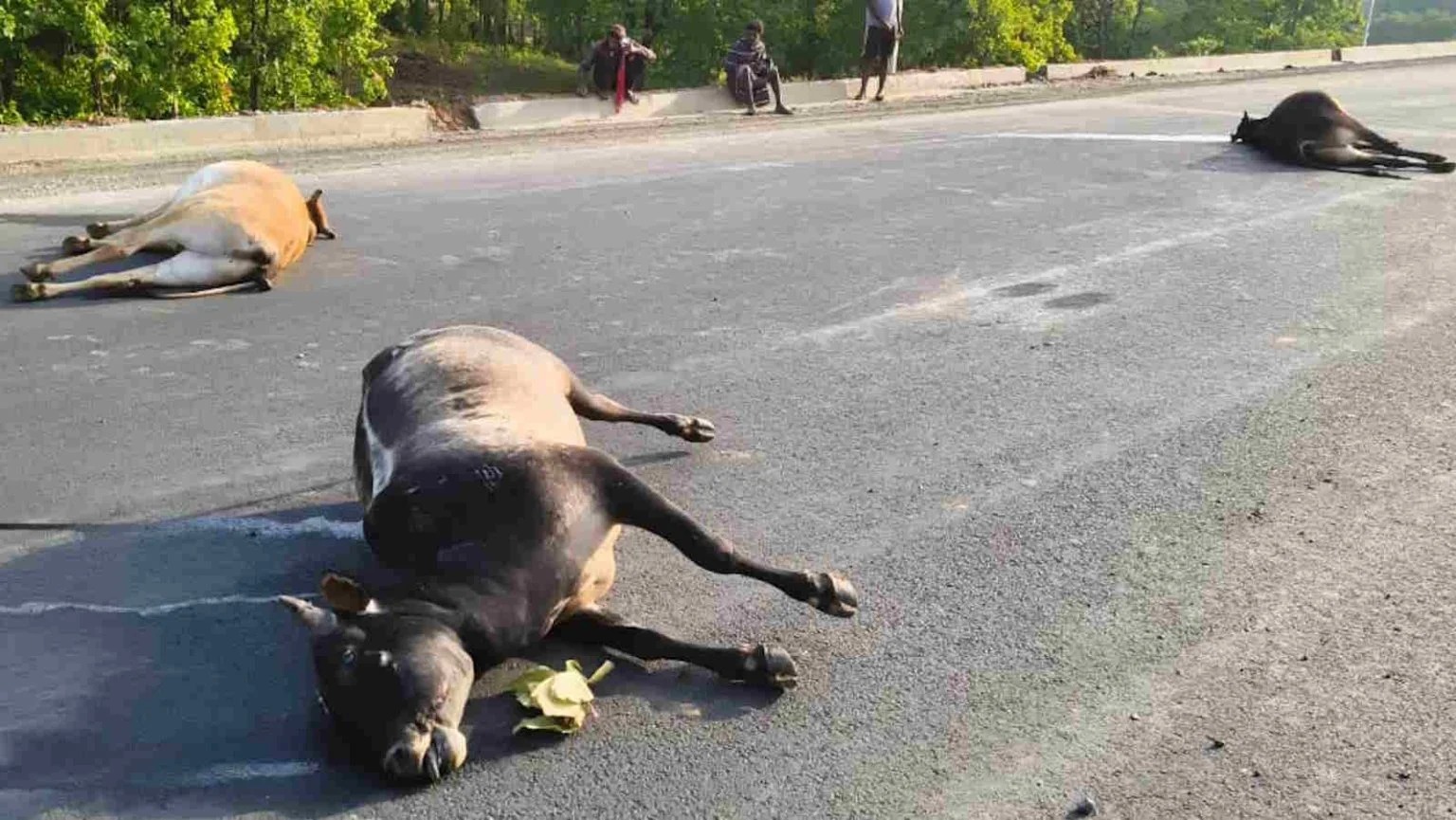 रायगढ़ में रफ्तार का कहर: भारतमाला सड़क पर 7 बैलों को कुचला, 5 की दर्दनाक मौत