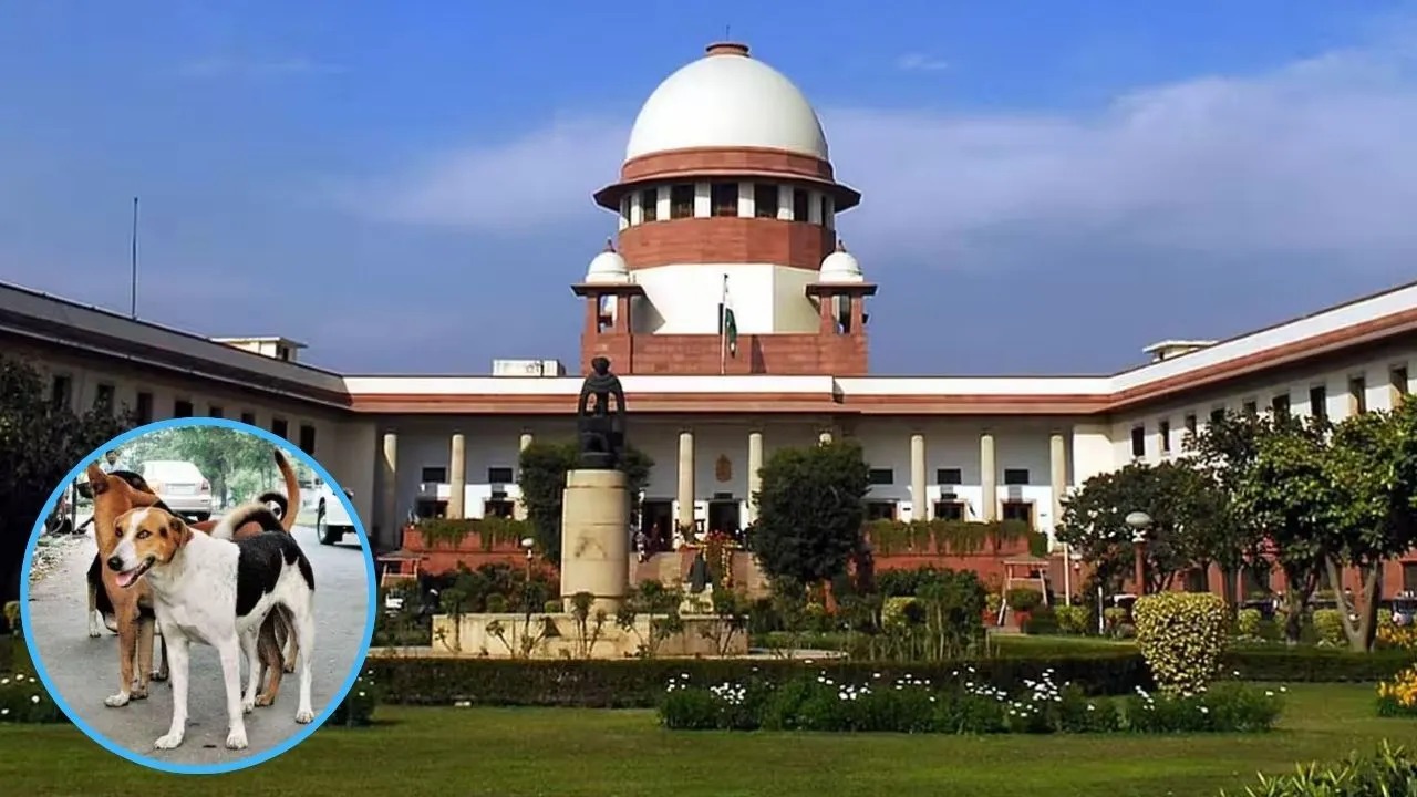 सुप्रीम कोर्ट ने अवारा कुत्तों के मामले में सुनाया बड़ा फैसला,शेल्टर होम से छोड़े जाएंगे सभी कुत्ते 