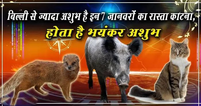 क्या आप जानते हैं की बिल्ली के रास्ता काटने से ज्यादा अशुभ हैं, इन 7 जानवरों का रास्ता काटना