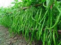 Hari Mirch Ki Kheti:इस हरी सब्जी से सालभर कमा सकते हैं अच्छा मुनाफा,जानें कैसे करें खेती  