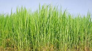 इस हरी घास ने डेयरी क्षेत्र में लाई नई क्रांति,किसानों को बना रहा मालामाल 