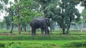 लुंडरा में हाथियों का आतंक जारी,युवक को कुचला