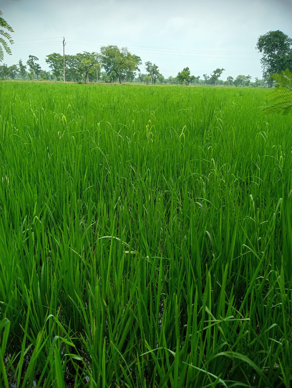 Azola Grass Benefits:ये है धान के लिए रामबाण फार्मूला! न लगेगी कीट न खाएंगे जानवर
