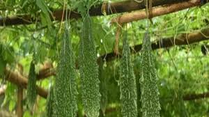 अगस्त में करें करेले की इस वैरायटी की खेती, देगी रेकॉर्डतोड़ पैदावार