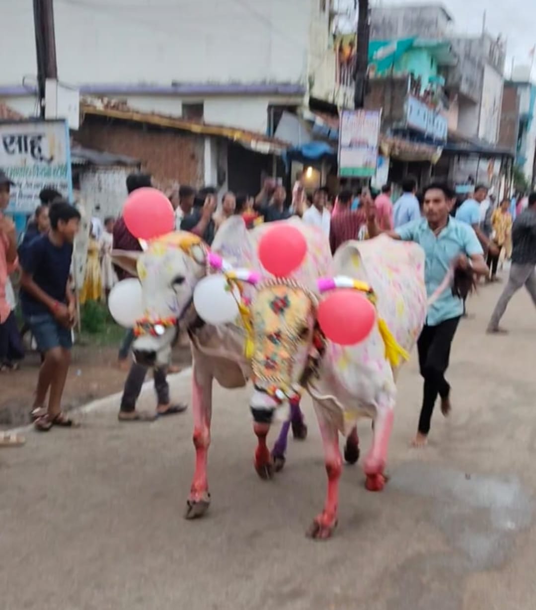 लखोली में पोला पर्व पर बैल दौड़ संपन्न, दर्शकों का लगा रहा रेला मेला