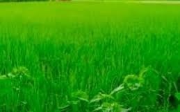 Paddy Pest Control: धान के आसपास नहीं फटकेंगे कीट,बस 1 लीटर पानी में डालें 1 ML ये दवा