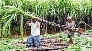 कवर्धा के गन्ना किसानों के लिए ऐतिहासिक फैसला